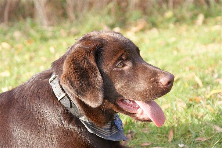 Labrador retriever Cody billede 2