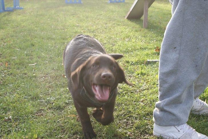 Labrador retriever Cody billede 3