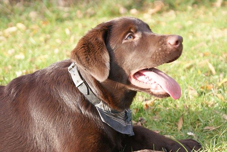 Labrador retriever Cody billede 4