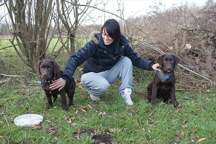 Labrador retriever Cody billede 5