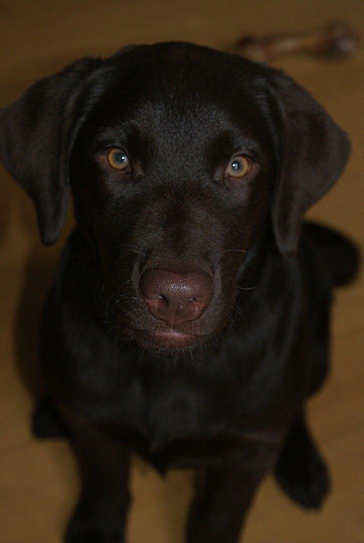 Labrador retriever Cody billede 6