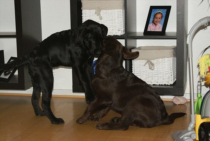 Labrador retriever Cody billede 7