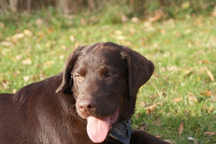 Labrador retriever Cody billede 8