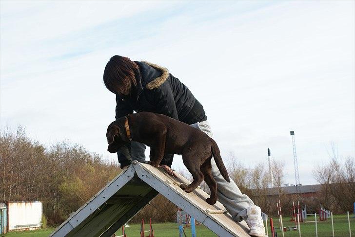 Labrador retriever Cody billede 9
