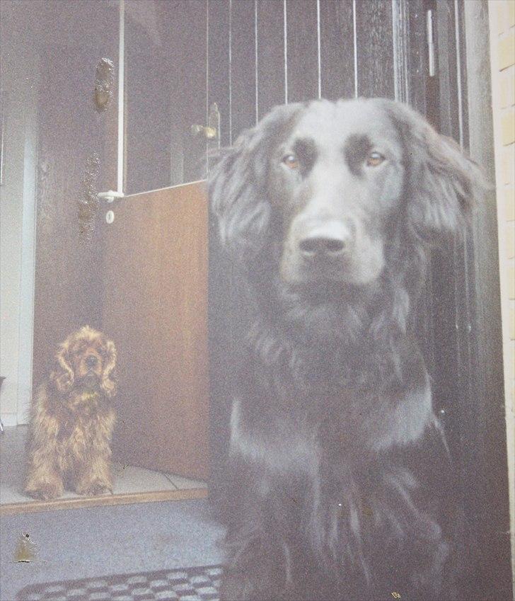 Flat coated retriever Charlie billede 10