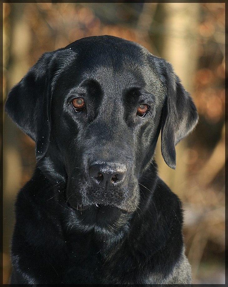 Labrador retriever Monty billede 11