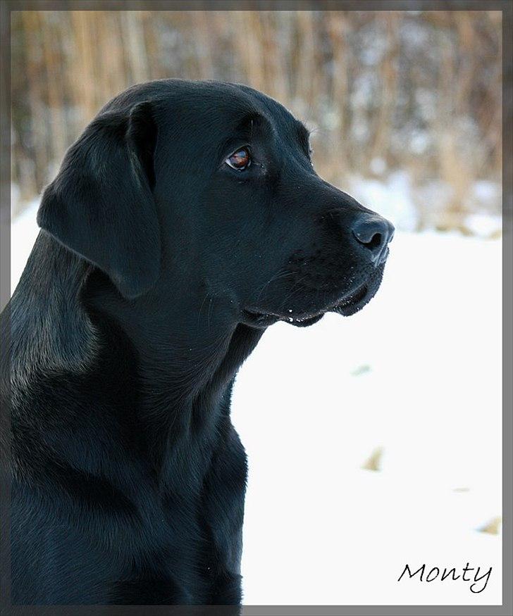 Labrador retriever Monty billede 12