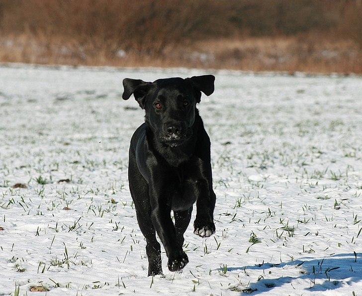 Labrador retriever Monty billede 14