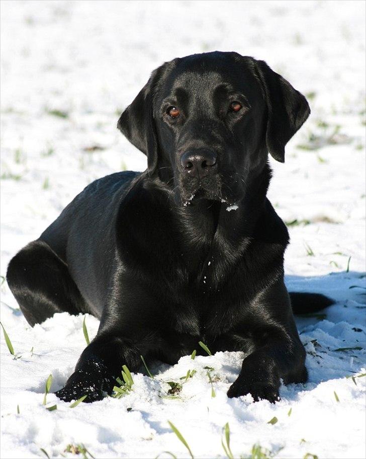 Labrador retriever Monty billede 15