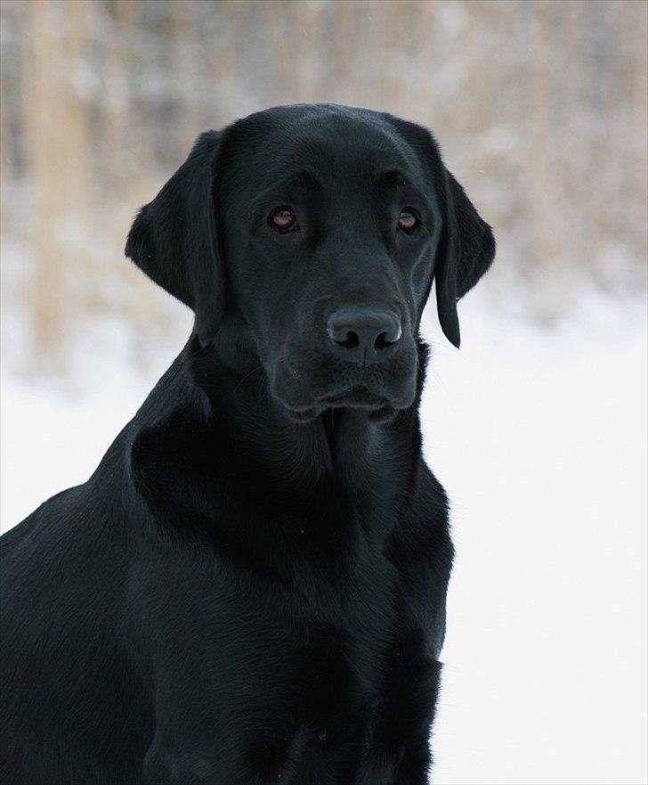 Labrador retriever Monty billede 16