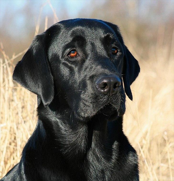 Labrador retriever Monty billede 17