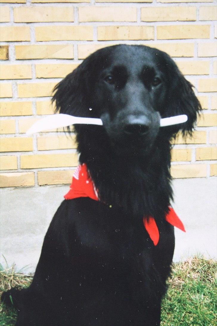 Flat coated retriever Charlie billede 13