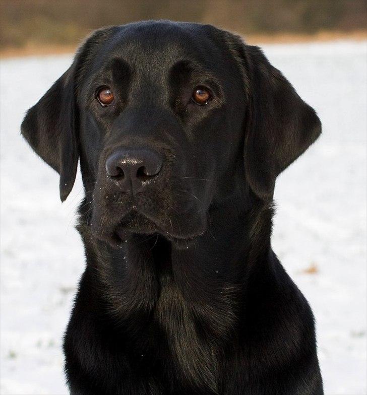 Labrador retriever Monty billede 18