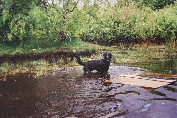 Flat coated retriever Charlie billede 19