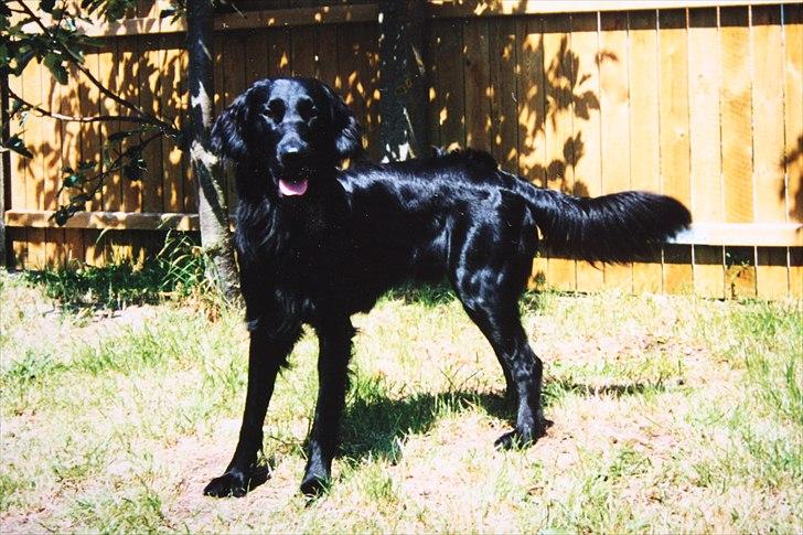 Flat coated retriever Charlie billede 20