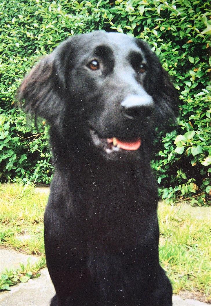 Flat coated retriever Charlie billede 11