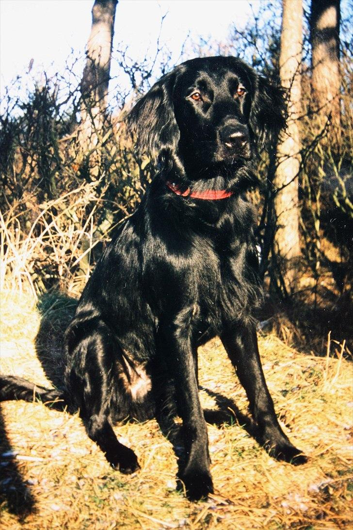 Flat coated retriever Charlie billede 5