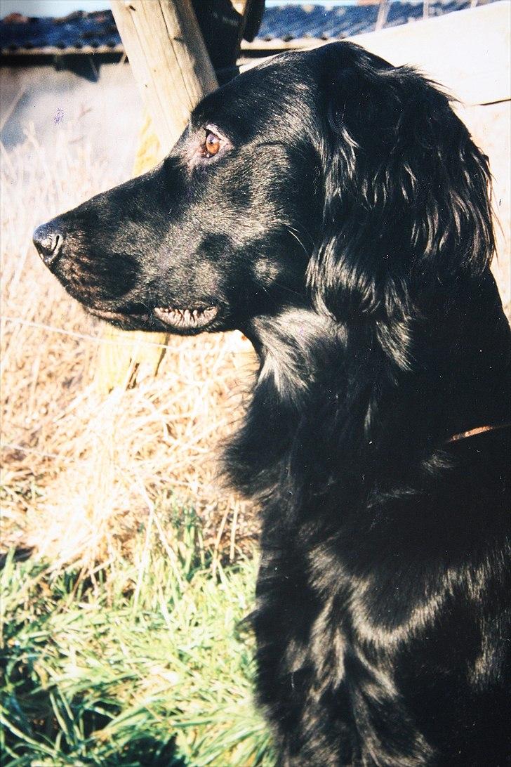 Flat coated retriever Charlie billede 2