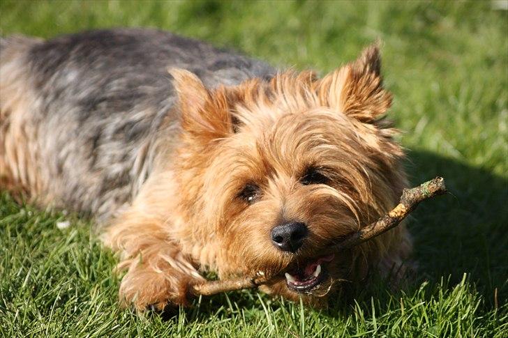 Australsk terrier Luka Min engel - Banditten gnasker i en pind
Maj 2011 billede 16