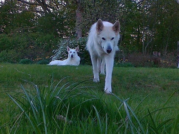 Blanding af racer Nanoq - Ulven kommer !! billede 10