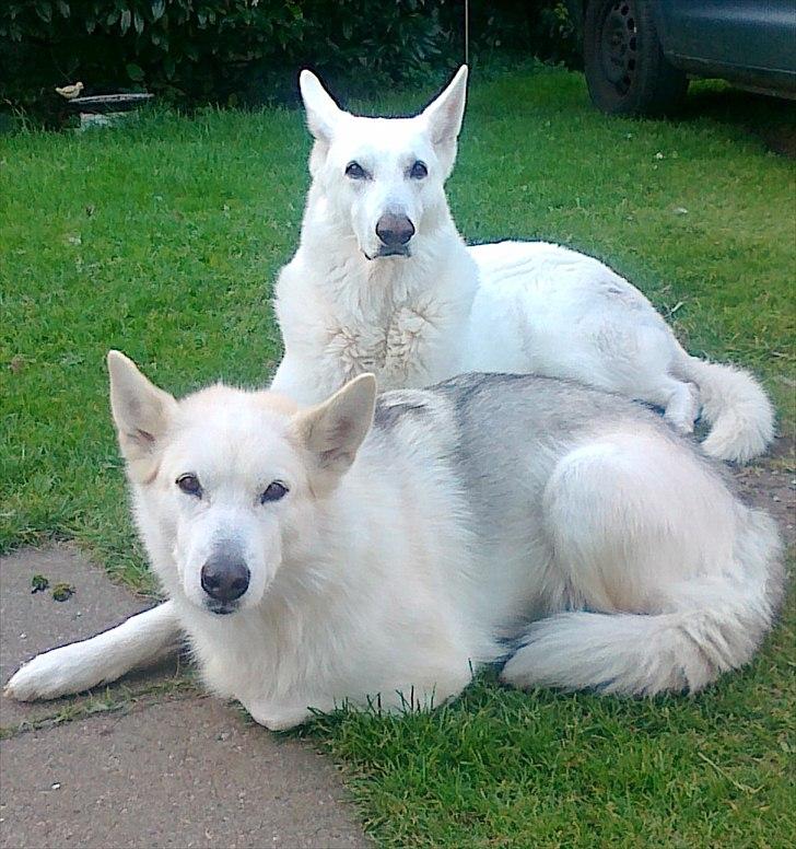 Blanding af racer Nanoq billede 11