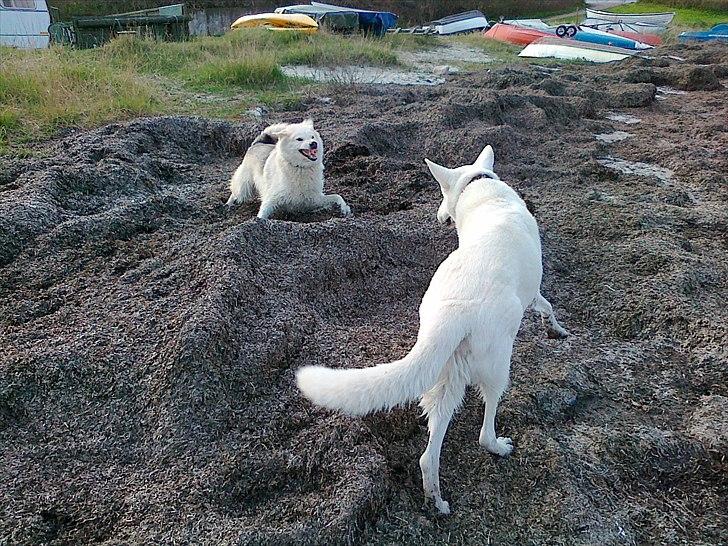 Blanding af racer Nanoq - Det er godt at have en rigtig ven billede 12