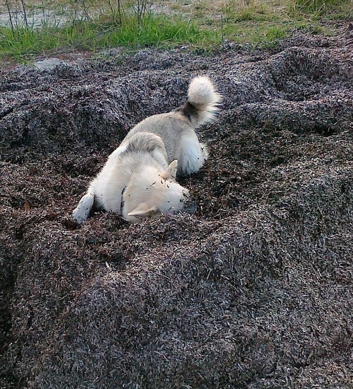 Blanding af racer Nanoq billede 13