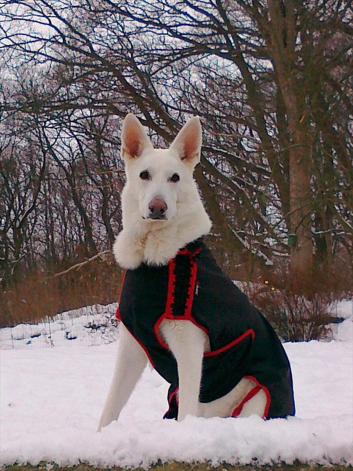 Hvid schæfer Rico billede 17