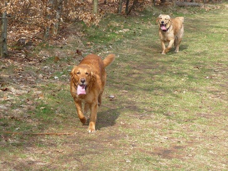 Golden retriever Bailey billede 16