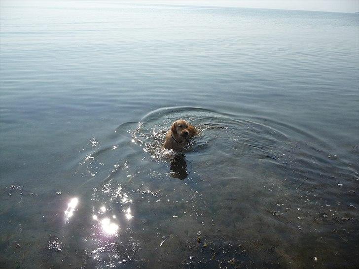 Golden retriever Bailey billede 17