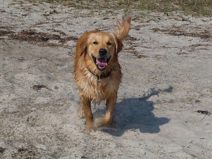 Golden retriever Bailey - Bailey 12 mdr. billede 1