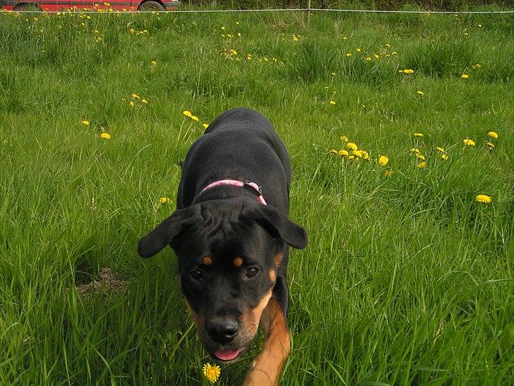 Blanding af racer Hunden ( rotte/cc ) billede 1