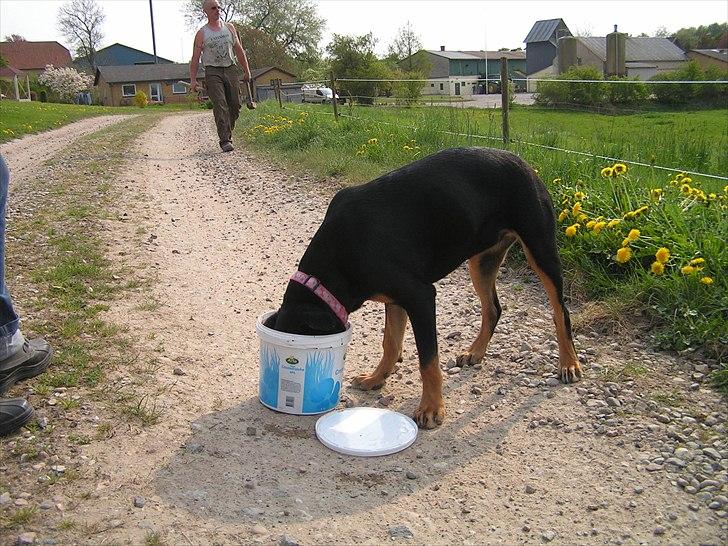 Blanding af racer Hunden ( rotte/cc ) billede 6