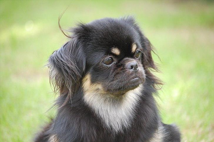 Tibetansk spaniel Sommerlyst's Them-Pa  billede 10