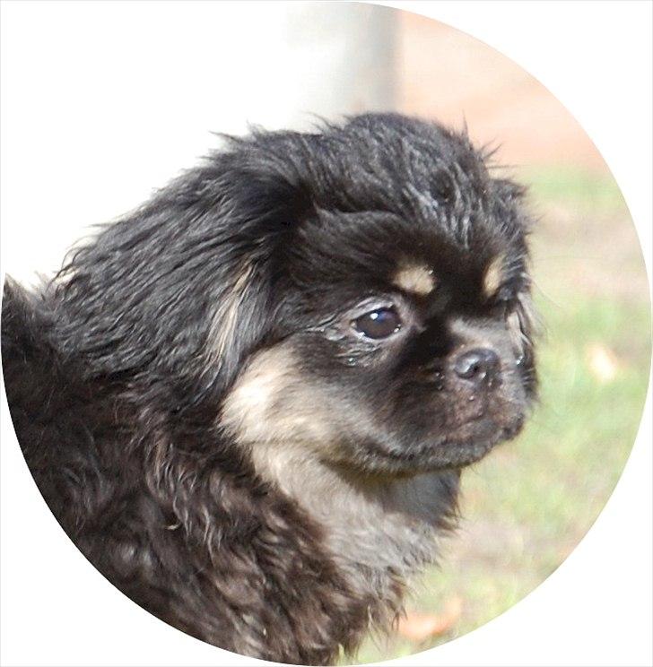 Tibetansk spaniel Sommerlyst's Them-Pa  billede 11