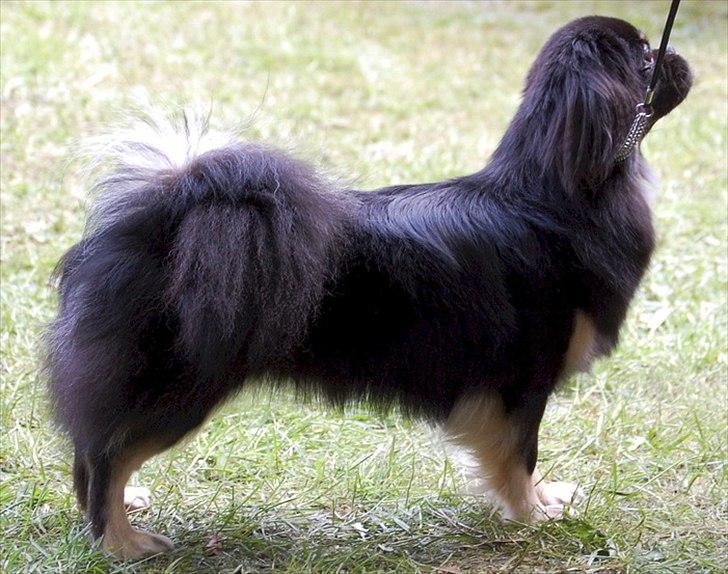 Tibetansk spaniel Sommerlyst's Them-Pa  billede 12
