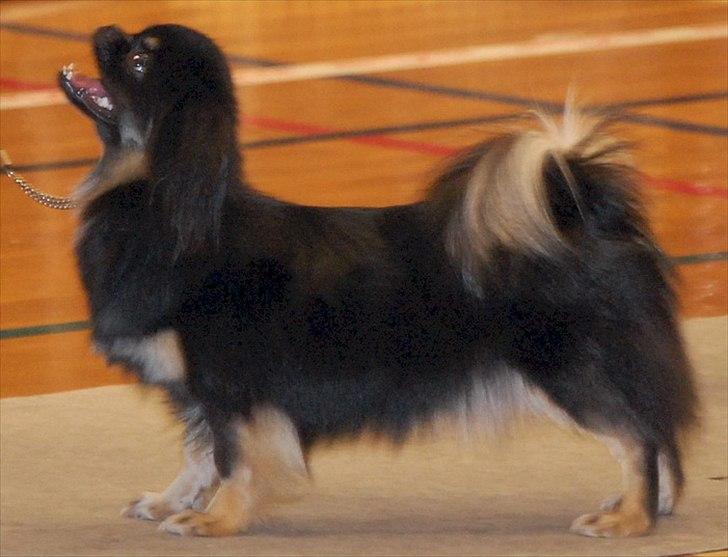 Tibetansk spaniel Sommerlyst's Them-Pa  billede 13