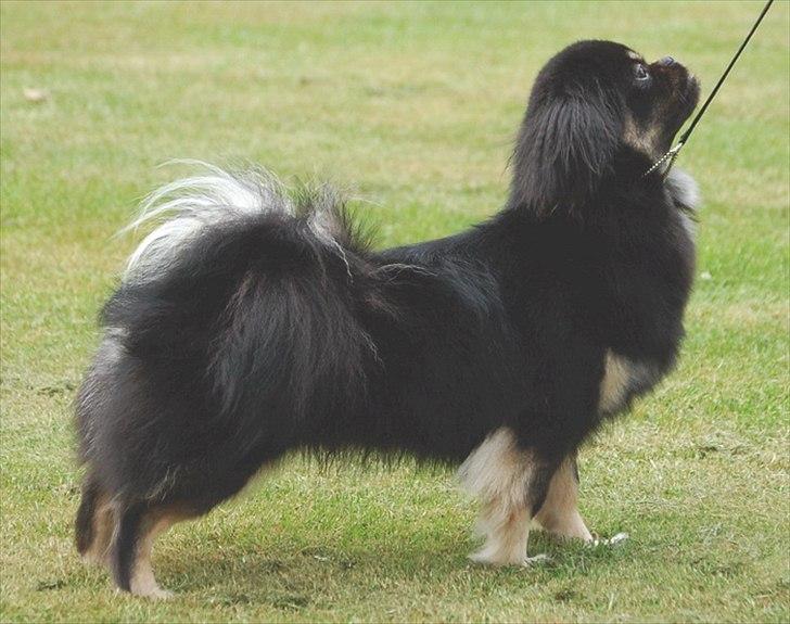 Tibetansk spaniel Sommerlyst's Them-Pa  billede 14