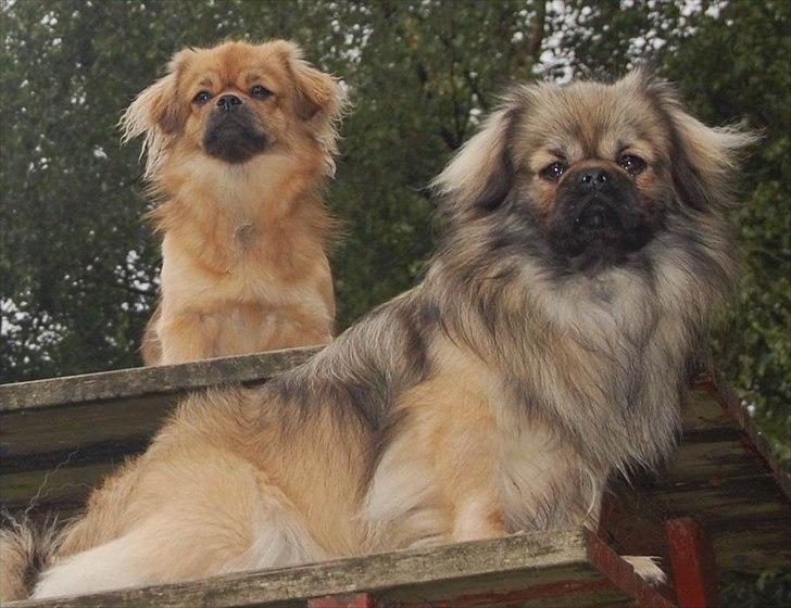 Tibetansk spaniel Sommerlyst's Ishvara Ga-Wa ("Poppe") billede 2