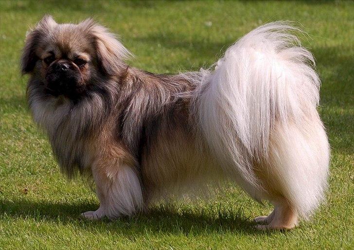 Tibetansk spaniel Sommerlyst's Ishvara Ga-Wa ("Poppe") billede 4