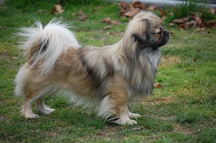 Tibetansk spaniel Sommerlyst's Ishvara Ga-Wa ("Poppe") billede 7