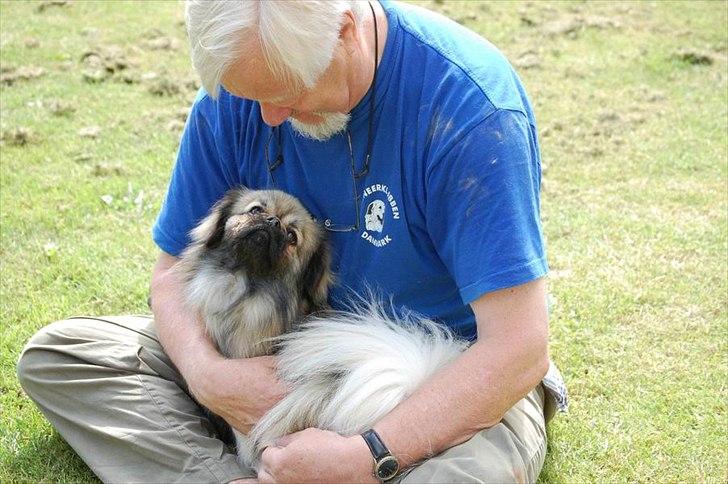 Tibetansk spaniel Sommerlyst's Ishvara Ga-Wa ("Poppe") billede 10