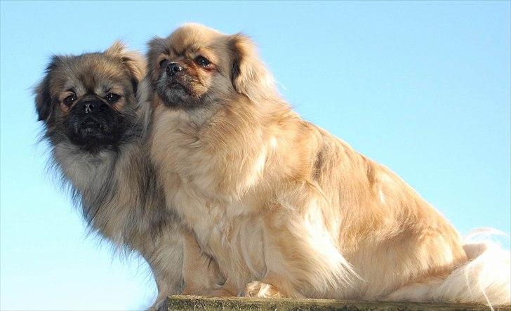 Tibetansk spaniel Sommerlyst's Ishvara Ga-Wa ("Poppe") billede 11