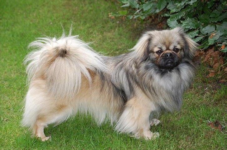 Tibetansk spaniel Sommerlyst's Ishvara Ga-Wa ("Poppe") billede 15