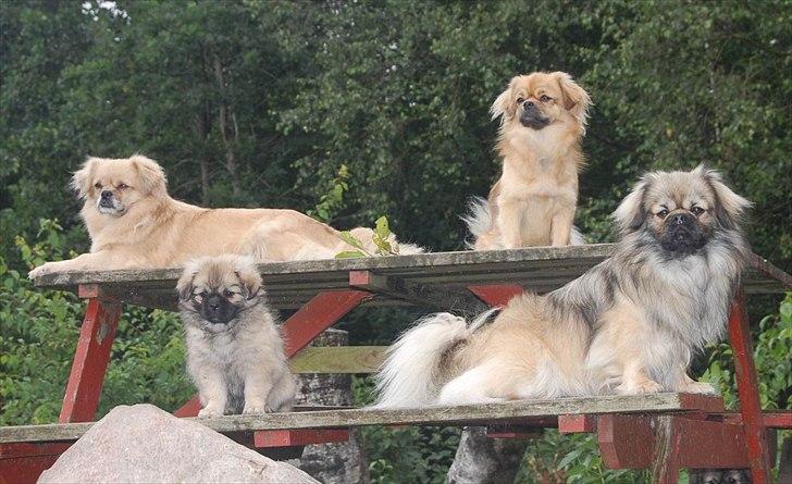 Tibetansk spaniel Sommerlyst's Ishvara Ga-Wa ("Poppe") billede 16