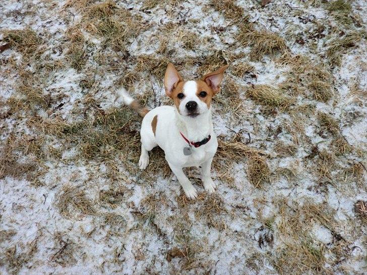 Dansk svensk gaardhund Holgers Rose (Kiki) - 2011 billede 1