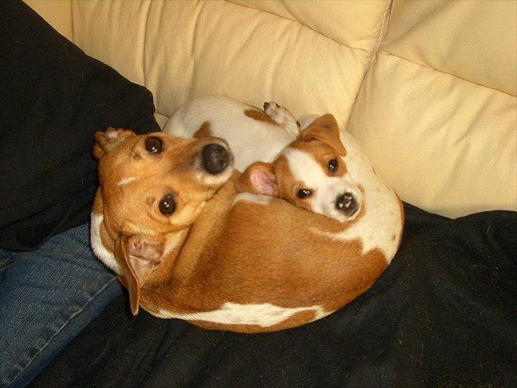 Dansk svensk gaardhund Holgers Rose (Kiki) - Det er dejligt når der er en man kan putte med når man nu har fået nyt hjem billede 2