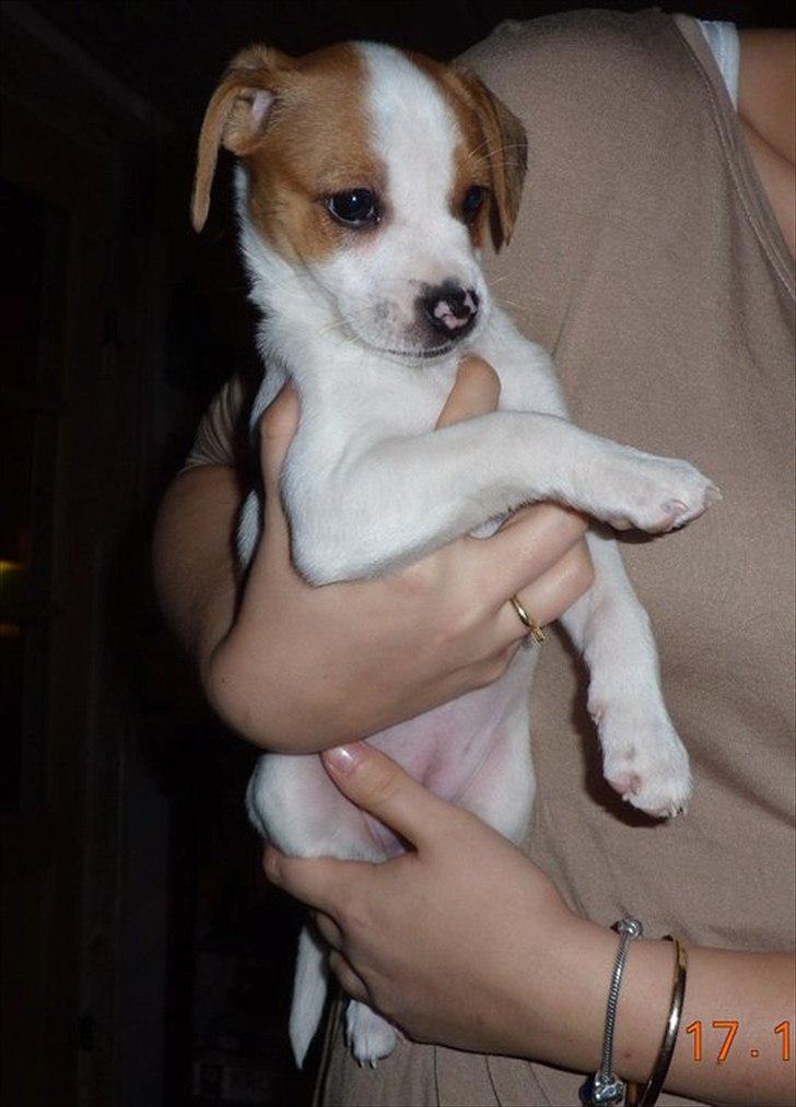 Dansk svensk gaardhund Holgers Rose (Kiki) - Første gang vi kigger på hende (jeg er solgt på stedet) billede 3