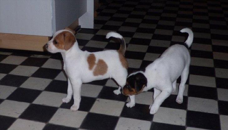 Dansk svensk gaardhund Holgers Rose (Kiki) - har allerede anlæg for at tage alle 1. pladserne på udstillinger :P billede 4