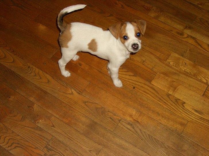 Dansk svensk gaardhund Holgers Rose (Kiki) - Lige da vi har fået hende hjem =) billede 5